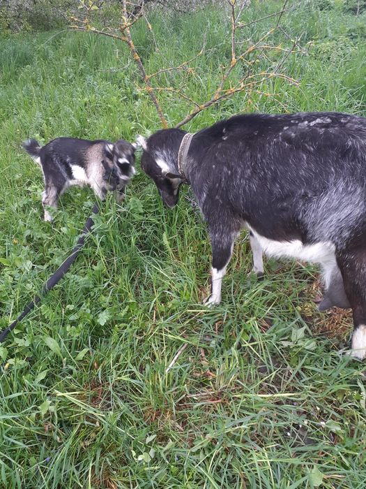 Козичка в добрі руки