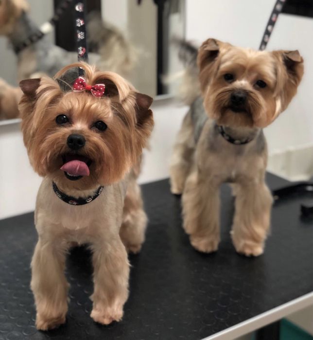 Продаю собачок