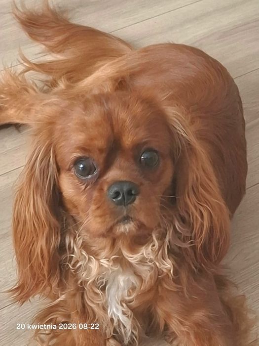 Cavalier King Charles Spaniel