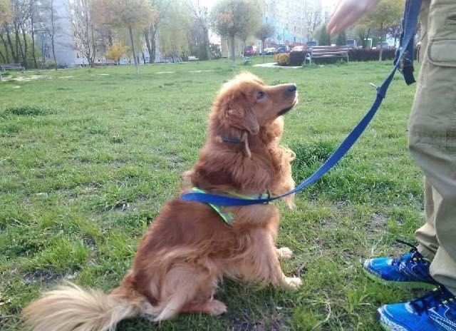 Codi Psiak do adopcji