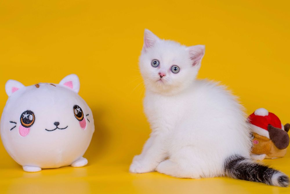 Плюшевий Шотландський хлопчик Франклін