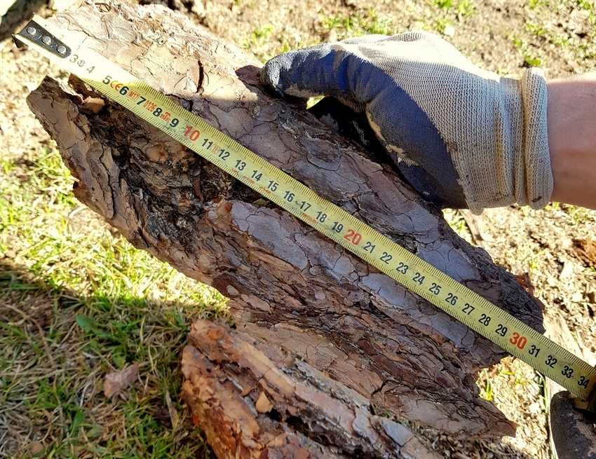 Kora sosnowa duża gruba ozdobna  Premium