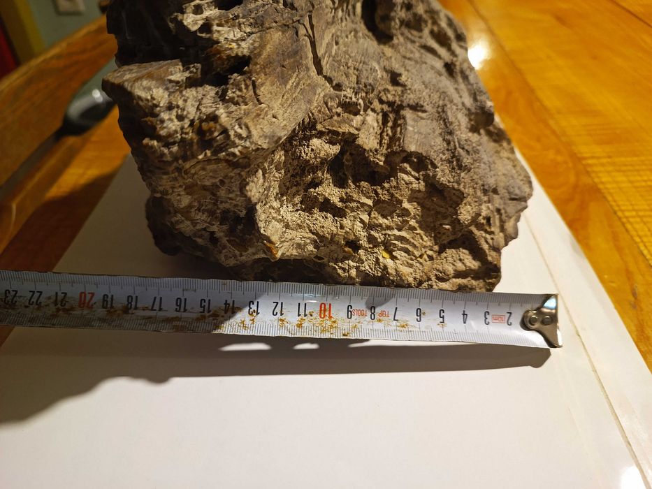 Skamieniałe Drzewo