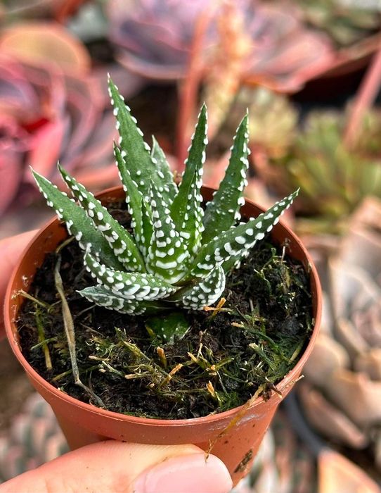 Cactos e suculentas