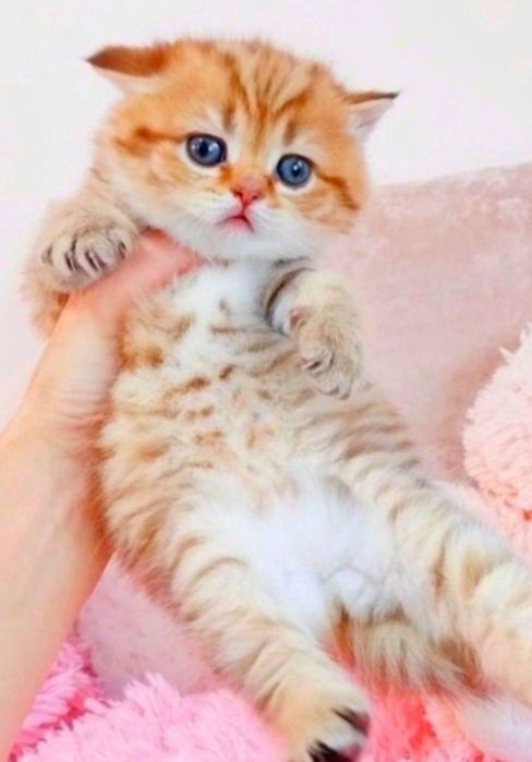 Золотой тигрёнок девочка милашка шотландочка