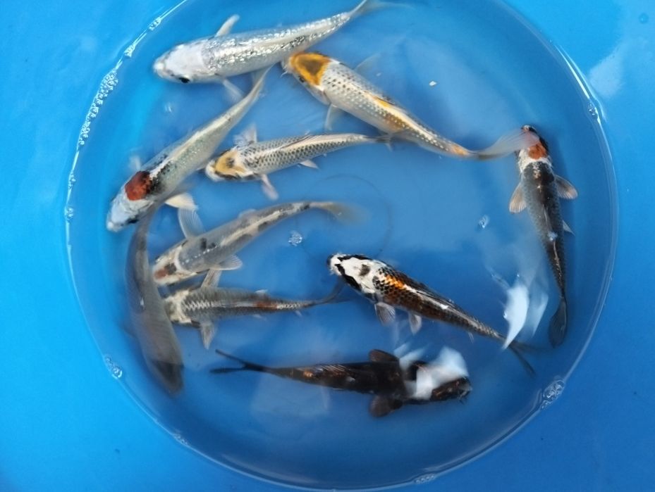 Carpas koi 12 a 14cm "promoção"