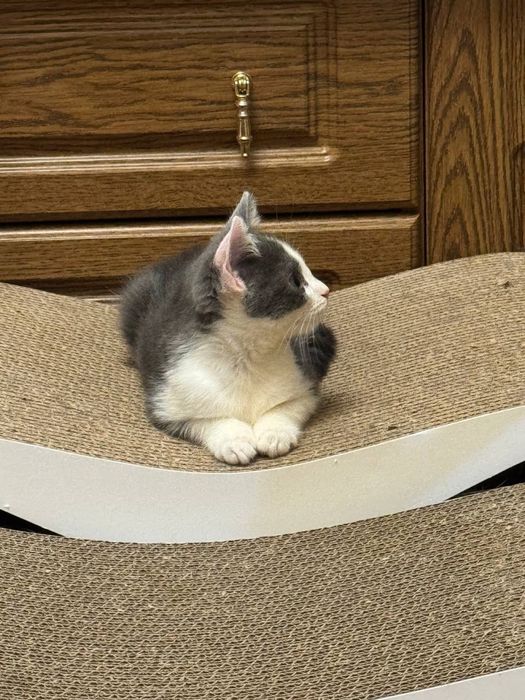котик кошеня киця кішка безкоштовно
