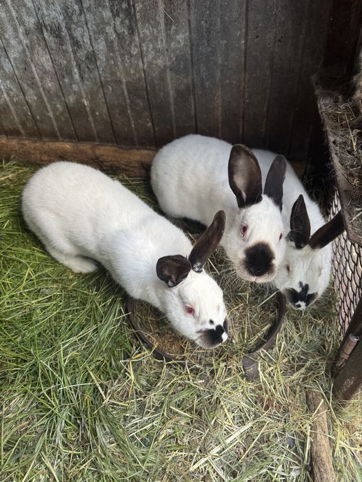 Króliki waga 2,5kg do 3,8kg