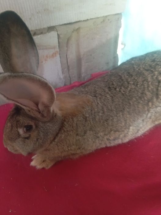 Olbrzym belgijski szary samczyk zamienię