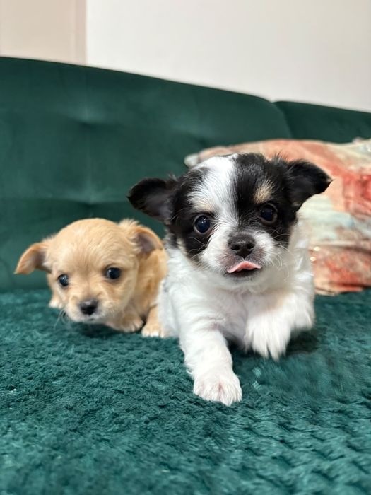 Chihuahua maleńki piesek