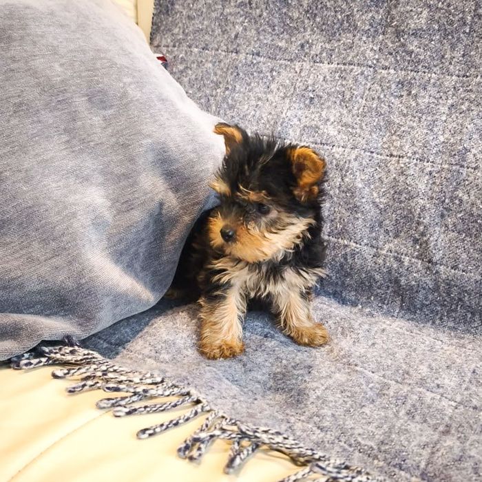 Yorkshire Terrier (macho) miniatura