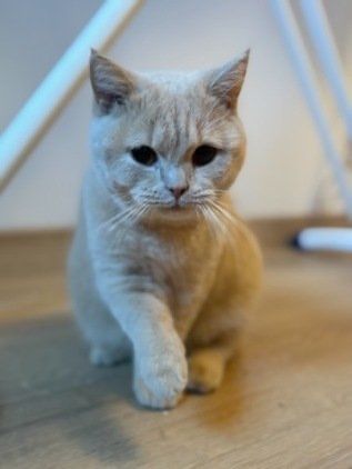 Adopcja kotki Brytyjskiej kremowej Dom bez innych zwierzat