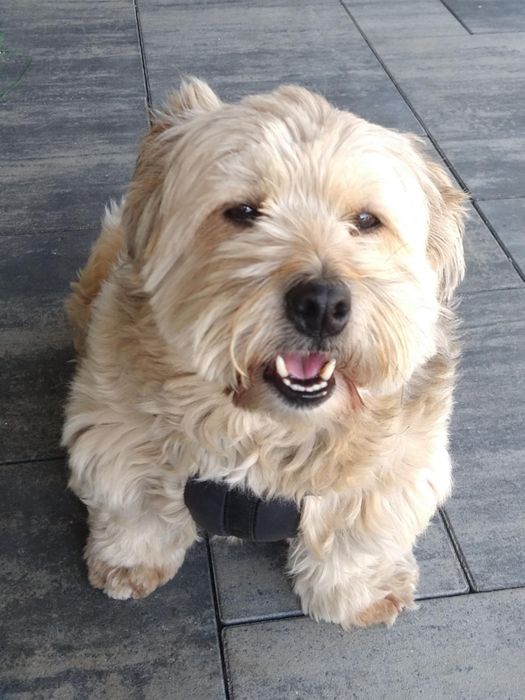 Bela tybetanka szuka domu