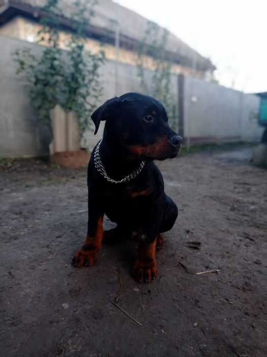 Гарненький хлопчик ротвейлер