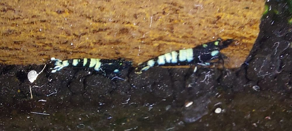 Krewetki caridina pinto zebra