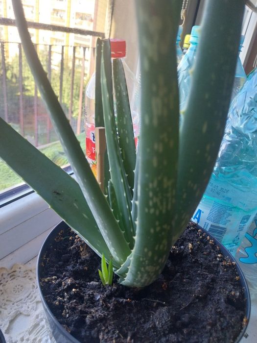 Aloes sadzonki mlode