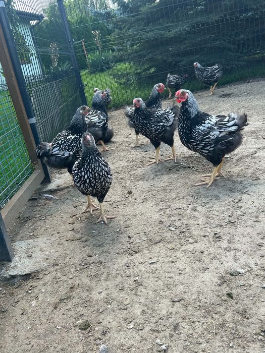 Sprzedam kury i koguty