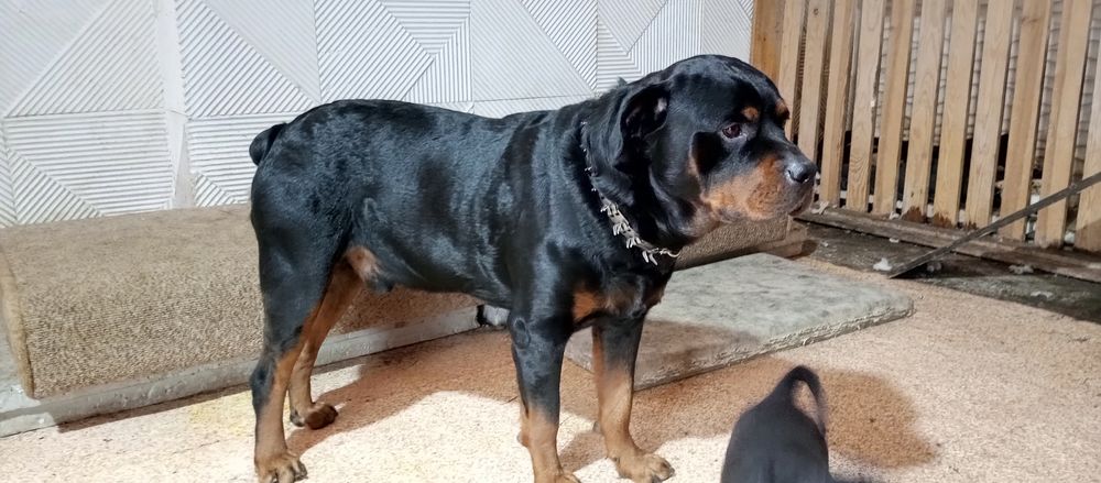 Щенки Ротвейлера