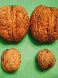 Саджанці волоського горіха крупноплодних сортів