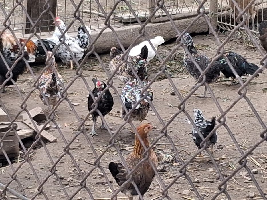 Jaja lęgowe  liliputki, indyki staropolski, Aracany