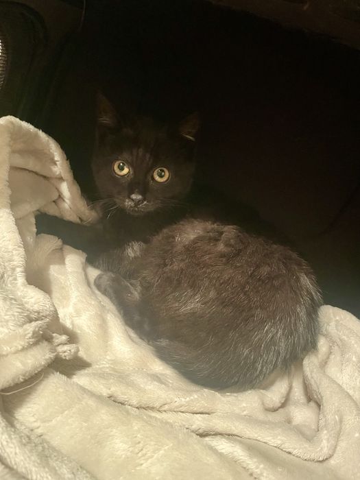 Malutkie kocurki do oddania