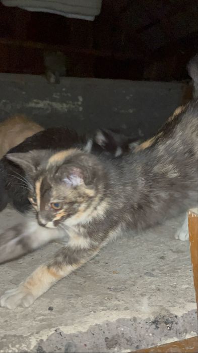 Віддам в добрі руки