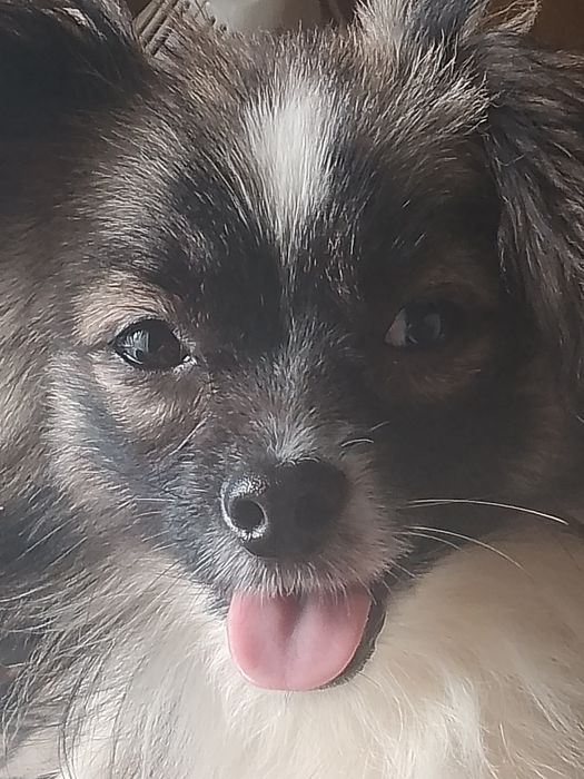 Пропала собака по имени Лешка