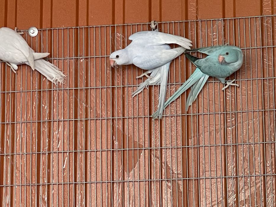 Varias mutacões de Ring nekc /:Aceito troca