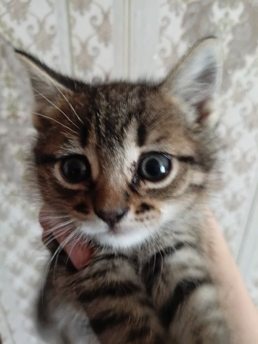 Віддам у добрі руки кошенят
