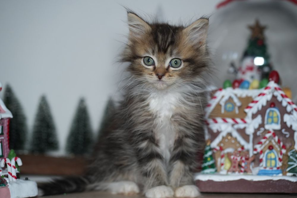 Black solid pręgowany ragdoll/cherubim