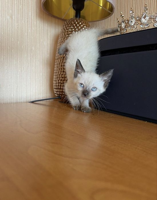 Хорошенькие,ласковые Тайские котята )
