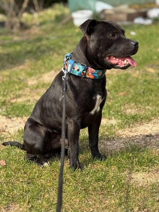 Staffordshire Bull Terrier