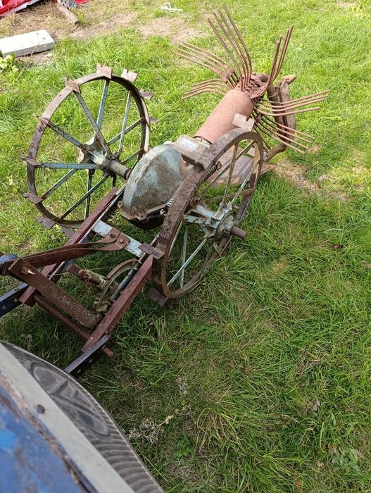 Копалина кінна, польська