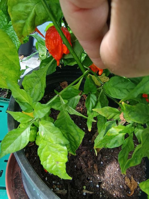 Vendo Carolina reaper fresca