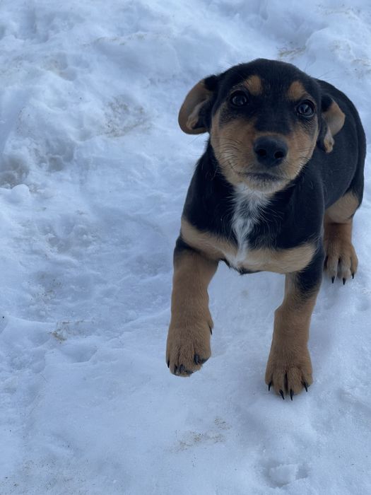 Цуценятя Такса / Фокстерєр (кобель і самка)