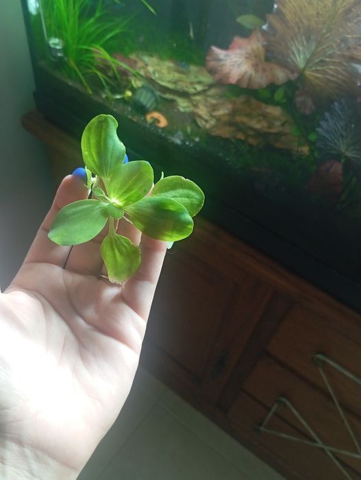 Planta aquática flutuante de lago ou aquário