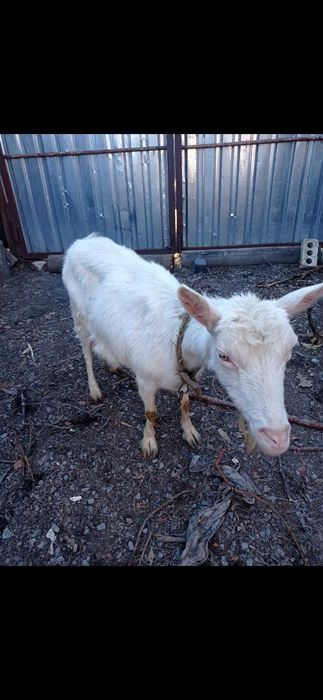Продається коза та козеня