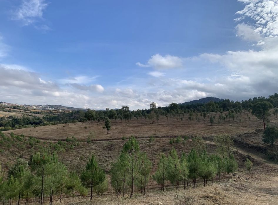 Monte totalmente vedado 12 ha. Aluguer ou venda pela melhor oferta.