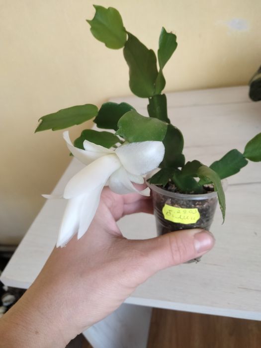 Набір із трьох вазоночків