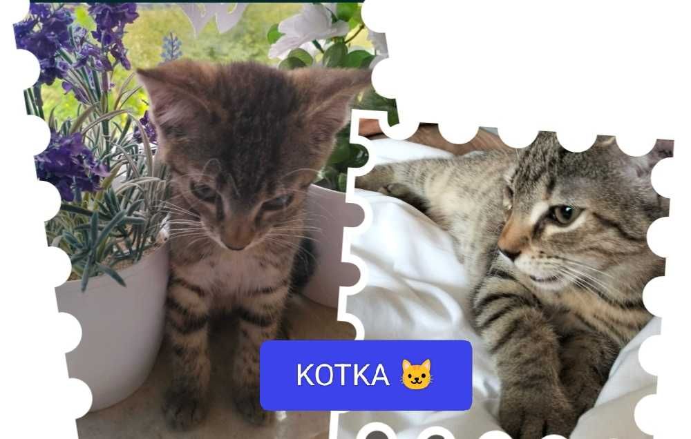 Za darmo kotki do oddania .