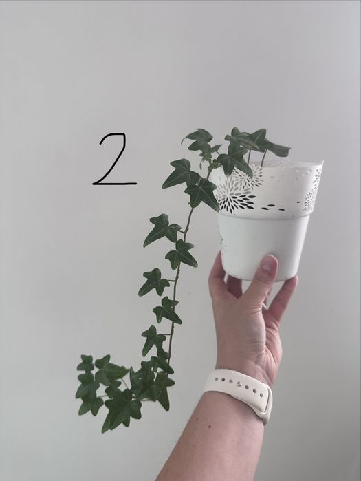 Hedera helix Bluszcz pospolity