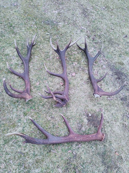 skup poroża porozy zrzutów rogów poroży kolekcji myśliwskich poroże