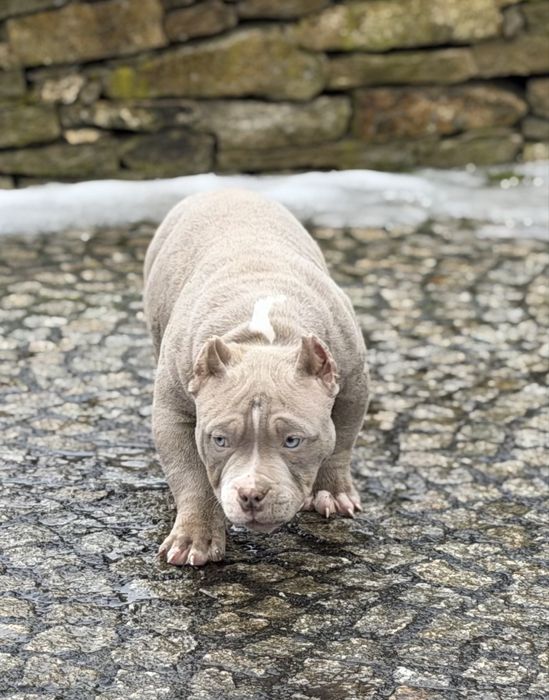 American bully samiec ABKC