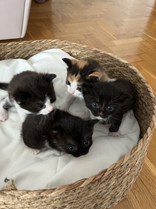 Віддам в добрі руки кошенят