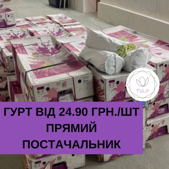 Голандський тюльпан, ОПТ(Гурт), склад, самовивіз