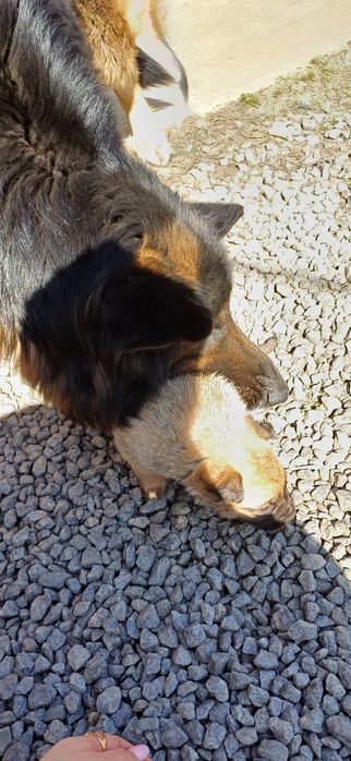 Щенок Немецкая овчарка стаф метис