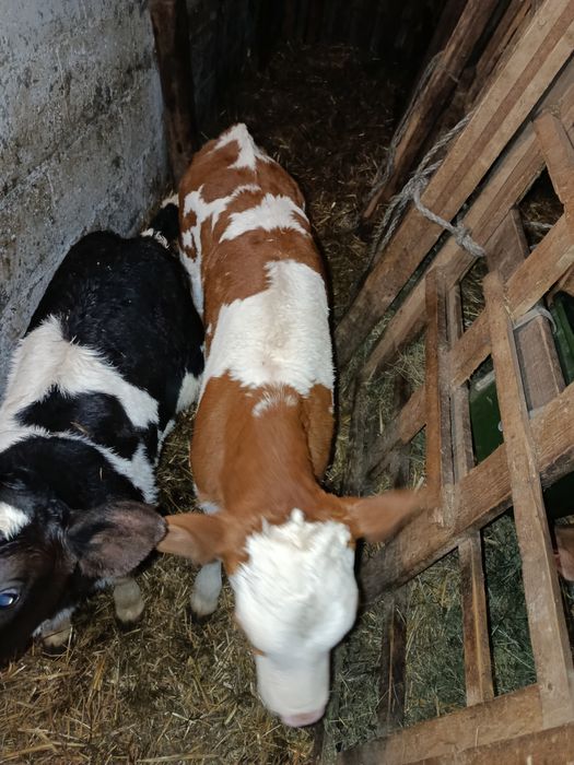 2 Jaloszki Mięsne SM Mm