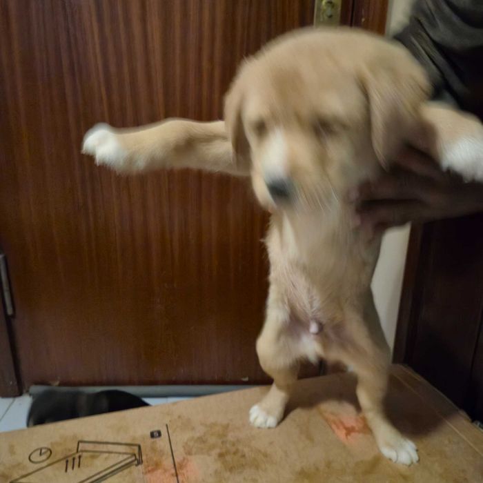 Cães bebés para dar