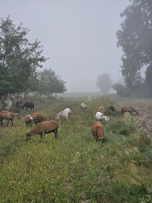 Sprzedam owce Kameruńskie