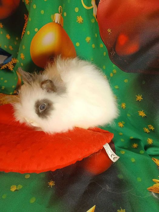 Króliczek samczyk Karzełki Teddy z hodowli Polskie -Jabłuszko E131